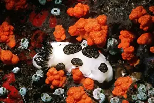 Nudibranchs Prints: Nudibranch - Feeding on reef Toxic to predators Gunung Api, Banda Sea, Indonesia