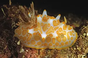 Nudibranches Prints: Nudibranch Great Detached Reef, Great Barrier Reef, Queensland, Australia DWD00159