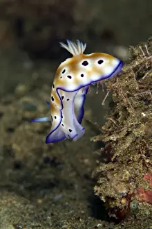 Nudibranches Prints: Nudibranch - Indonesia