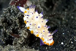 Nudibranch - Indonesia