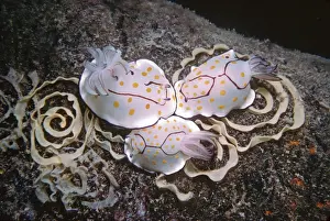 Spirals Prints: Nudibranch - Laying eggs on a destroyed oil rig at 35meters. Quatar, Arabian Gulf