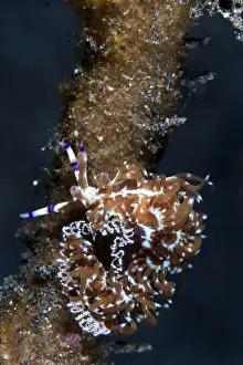 Nudibranches Prints: Nudibranch - laying eggs - Indonesia