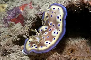 Nudibranches Prints: Nudibranch - Malaysia
