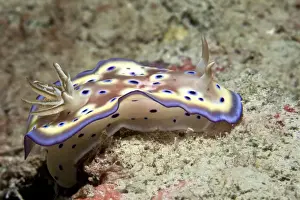 Nudibranch - Malaysia