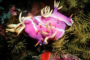 Colour Collection: Nudibranch - Pink Nudibranchs in a group mating bunch Ternate, Indonesia
