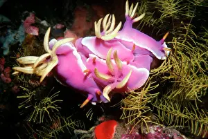 Mollusc Prints: Nudibranch - Pink Nudibranchs in a group mating bunch Ternate, Indonesia