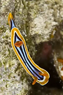Nudibranches Prints: Nudibranch - Red Sea