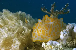 Nudibranches Prints: Nudibranch Rodda Reef, Great Barrier Reef, Queensland, Australia DWD00189