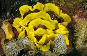 Nudibranches Prints: Nudibranch (Sea slug) egg ribbon