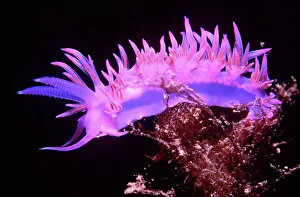 Mollusc Gallery: Nudibranch / Sea Slug - Purple