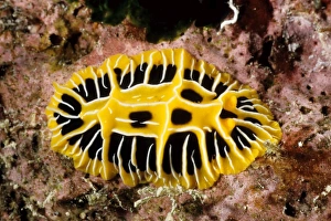 Nudibranches Collection: Nudibranch or sea slug (Reticulidia sp). Rib Reef, Great Barrier Reef Marine Park, Queensland