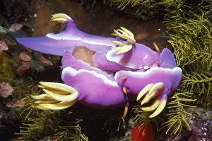 Images Dated 6th December 2007: Nudibranchs - mating Indonesia