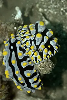 Nudibranches Prints: Nudibranchs - Both sexs are present in a single nudibranch but fertilization can only occur after two nudibranchs have