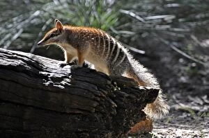 Images Dated 19th July 2012: Numbat/ Banded Anteater / Marsupial Anteater
