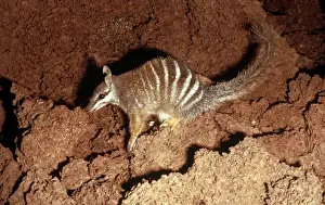 Termite Prints: Numbat -Eating termites - Southwest Western Australia JPF00711