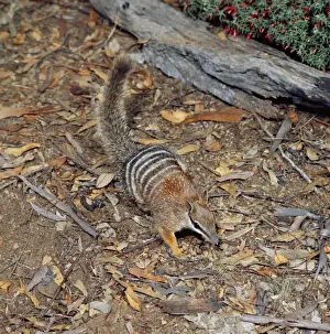 Numbat - amongst leaf litter
