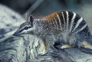 Numbat - Marsupial
