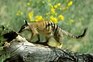 Numbats Prints: Numbat (Myrmecobius fasciatus) walking on fallen tree