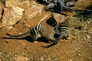 Numbats Prints: Numbat - Perup Forest, Western Australia JPF53074