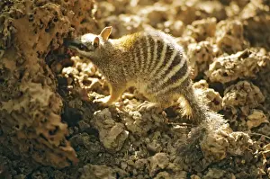 Numbat - At termite mound, Southwest Western Australia JPF00041