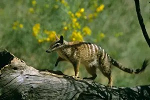 Numbat - walking on log, Southwest Western Australia JPF47335