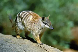 Numbats Prints: Numbat - Walking on log - Southwest Western Australia JPF52528