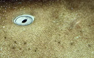 Blind Prints: Nurse Shark
