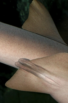 Nurse Shark