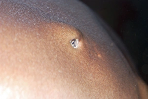 Images Dated 17th October 2008: Nurse Shark eye