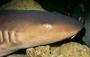 Images Dated 26th July 2006: Nurse Shark Gulf of Mexico to Brazil
