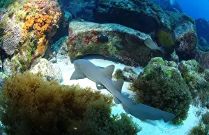 Nurse Shark - Island Fernando de Rononha, Brazil