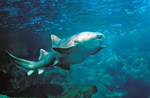 Pregnant Prints: Nurse Shark Underwater