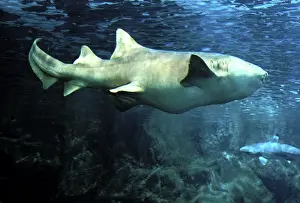 Nurse Shark Underwater