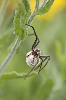 Arachnids Gallery: Nursery Web Spider - Cornwall - UK