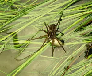 Nursery Web Spider JPF 12568 Australia Pisauridea &copy; Jean-Paul Ferrero / ARDEA LONDON