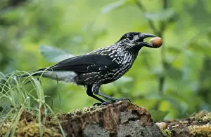 Nutcracker - with hazel nut in beak, Autumn