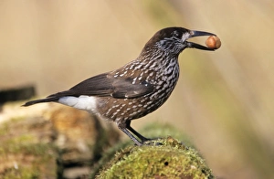 Images Dated 22nd June 2005: Nutcracker - with hazel nut in beak, winter