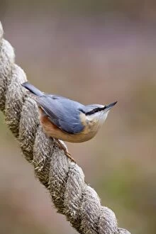 Images Dated 19th January 2013: Nuthatch