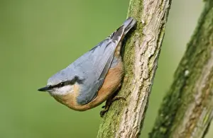 Nuthatches Prints: Nuthatch