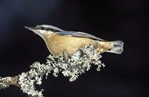 Images Dated 10th February 2005: Nuthatch - Adult on a branch Bohemian forest, Czech Republic