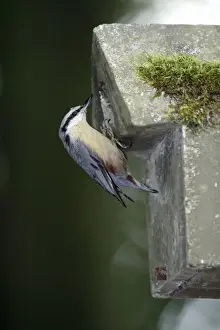 Nest Boxes Prints: Nuthatch - at artificial nestbox entrance, in parkland, Lower Saxony, Germany