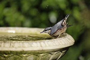 Nuthatch - bathing in bird-bath