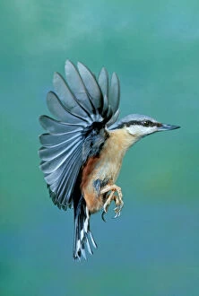 NUTHATCH - in flight, wings outstretched