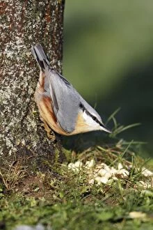 Images Dated 30th November 2008: Nuthatch - At foot of tree - Lower Saxony, Germany