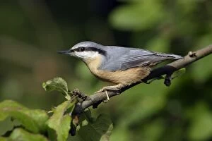 Nuthatch - Perched on branch