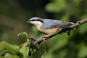 Nuthatches Prints: Nuthatch - Perched on branch Lower Saxony, Germany