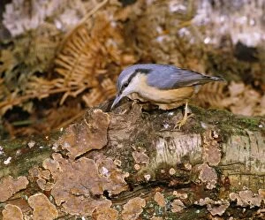 Nuthatch - perched on Fungi covered log