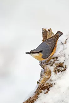 Colour Gallery: Nuthatch - portrait on a snow covered old stump - December