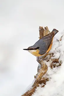Orange Prints: Nuthatch - portrait on a snow covered old stump - December - Cannock Chase - Staffordshire - England
