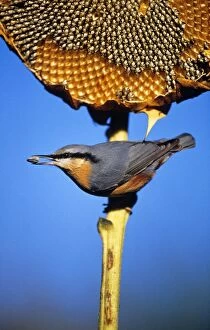 Images Dated 22nd June 2005: Nuthatch - On ripened sunflower head